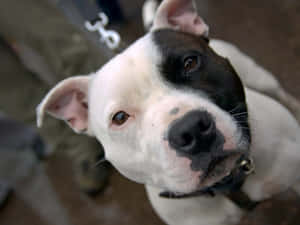 一隻黑白相間嘅比特犬BB向上望，有啡色眼睛同粉紅色鼻哥。