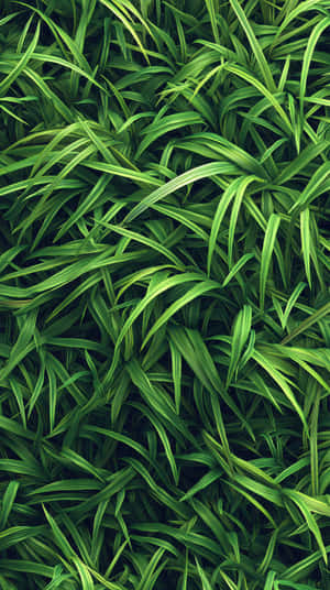 茂盛綠色草葉嘅近距離特寫，帶有明亮高光同深邃陰影 — 草 壁紙