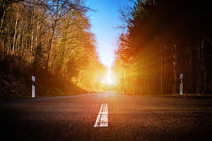 日出照亮了一條森林道路，兩旁是光禿禿的樹木。