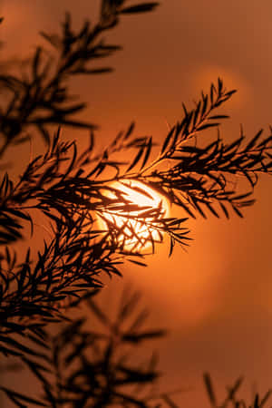 夕陽穿過剪影般的樹枝，投射出溫暖的橙色光芒。 — 天空 壁紙