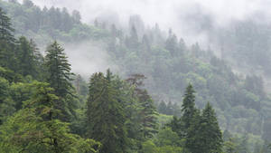 霧氣籠罩的森林山脈，茂密的常綠樹木。