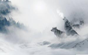 三隻狼在白雪覆蓋的山頂上，霧氣瀰漫的冬日景觀與陽光。