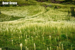 一片熊草田野，白色羽狀花序在綠色草地上搖曳。