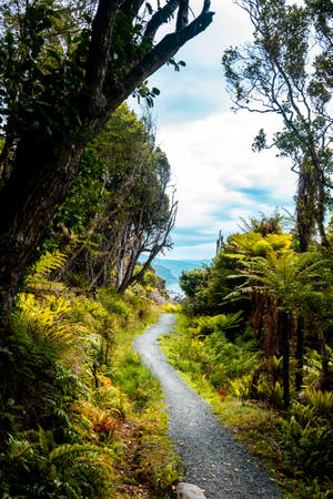 穿過茂密綠色森林的碎石小徑通往海景 — 道路 壁紙