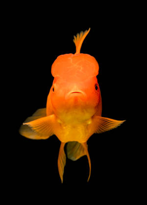特寫一條明亮的橙色獅頭金魚，頭部圓潤，魚鰭飄逸，背景為黑色。