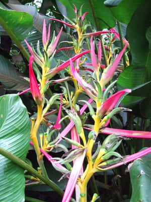 熱帶赫蕉花，粉紅色花瓣和黃色莖，被大綠葉包圍。