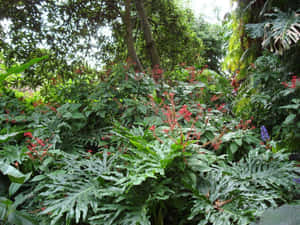 熱帶花園，有紅花和大片綠葉