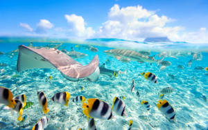 魟魚和熱帶魚在清澈的藍色海水靠近水面處游泳。