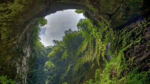 熱帶雨林背景 — 森林景色 壁紙