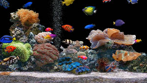 黑暗水族箱中色彩繽紛的熱帶魚和珊瑚，氣泡不斷上升。