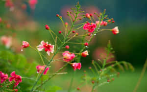 綠色莖幹上帶有露珠的粉紅花朵，花園