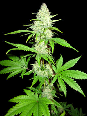 大麻植物特寫，綠色葉子和白色花蕾，黑色背景。