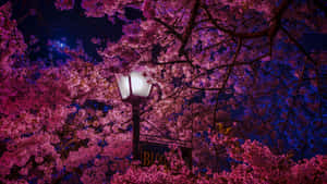 深藍色夜空下，街燈照亮了粉紅色的櫻花。