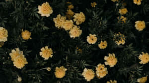 黃色萬壽菊花朵在茂盛的綠色花壇中生長。 — 黃色美學 壁紙