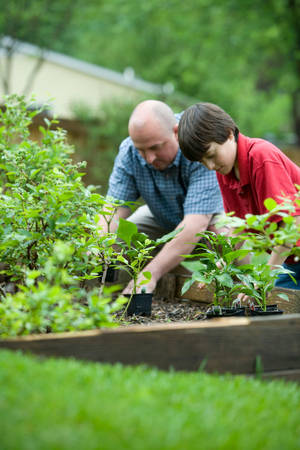 父親和兒子在花園床中種植胡椒幼苗。