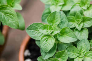 特寫鏡頭：陶盆中的新鮮奧勒岡葉。 — 植物 壁紙