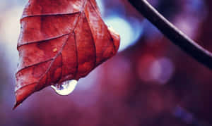 一片紅色的秋葉，水珠即將滴落。 — 秋天 壁紙
