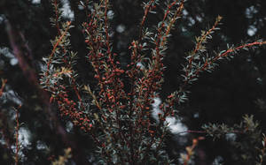 深色森林樹枝，帶有紅色漿果和綠葉，柔焦效果。 — 植物 壁紙