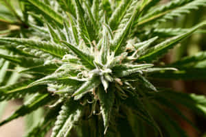 大麻植物特寫，帶有霜狀毛狀體和鋸齒狀綠葉。 — 食草 壁紙