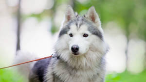 森林環境中戴著牽繩的西伯利亞雪橇犬