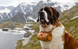 聖伯納犬戴著木桶項圈在雪景山脈中