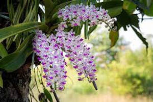 花園中樹枝上懸掛的紫色蘭花。