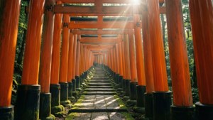 一條由橙色鳥居組成的長隧道，有長滿青苔的石階通往森林。 — 日本 壁紙