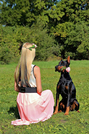 粉紅裙女子與嘴叼玫瑰的杜賓犬在草地上