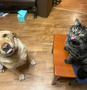 一隻黃狗和一隻灰貓在室內木地板上互相凝視。 — 動物 壁紙