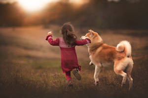 一個孩子和秋田犬在日落時分一起在金色的田野裡奔跑。