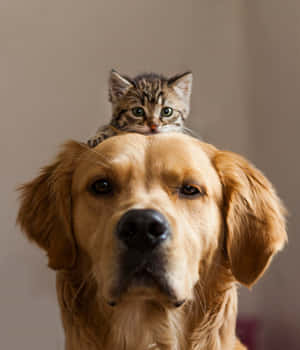 一隻金毛尋回犬，頭頂上坐住一隻細小嘅虎斑貓咪。 — 動物 壁紙