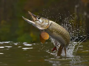 一條梭子魚張開嘴巴跳出水面並濺起水花。