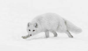 白色北極狐在冬季荒野的深雪中行走 — 九尾狐 壁紙