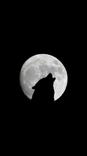 狼在黑暗的夜空中對著滿月嚎叫。 — 月色夜空 壁紙