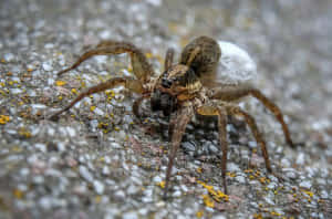 一隻棕色蜘蛛在帶有地衣斑點的混凝土表面上，帶有白色卵囊。 — 蜘蛛 壁紙
