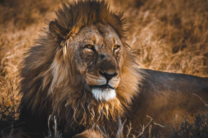 一頭擁有豐滿鬃毛的雄獅在高草中休息。