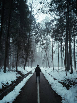 黎明時分，一個人在積雪的森林道路上獨行。