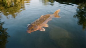 一幅極簡風格的鯉魚池景，一尾鯉魚在黃金時刻的寧靜中悠然游動。
