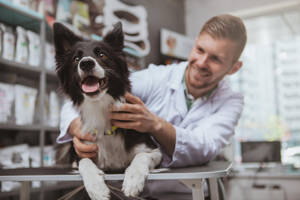 獸醫微笑著抱著一隻快樂的邊境牧羊犬在檢查桌上。 — 狗 壁紙
