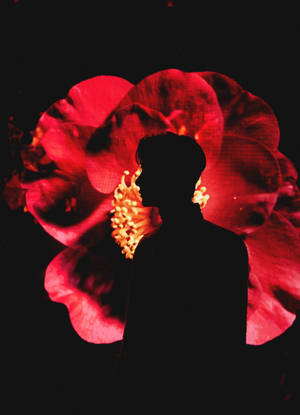 夜晚發光紅花前的人物剪影。 — 崔宇植 GIF 壁紙