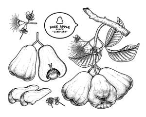 黑色線條植物插圖，描繪玫瑰蘋果果實、花朵和葉子，帶有圓點陰影。 — 玫瑰金風格 壁紙