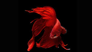 一條魚鰭流暢的紅色鬥魚在黑色背景下游泳。