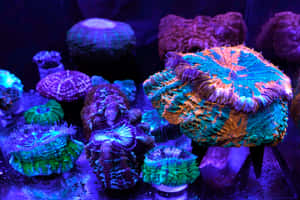 在黑暗水族箱中，人造燈光下色彩繽紛的發光珊瑚。 — 水下 壁紙