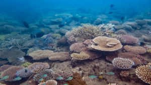 色彩繽紛的珊瑚礁，魚群在清澈藍色海水中游動。 — 海洋 壁紙