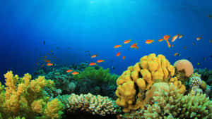 色彩繽紛的珊瑚礁，魚兒在清澈的藍色海水中游動。