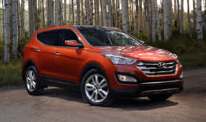 橙色Hyundai Santa Fe SUV停泊在白樺林中的泥路上。