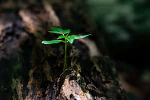 森林中，小綠芽穿過風化的樹皮。 — 藝術 壁紙