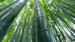 茂密森林中高聳的竹莖，斑駁的陽光透過樹冠過濾而下。