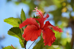 一朵紅色木芙蓉花，帶有綠色葉子和藍天背景。 — 粉紅花朵 壁紙