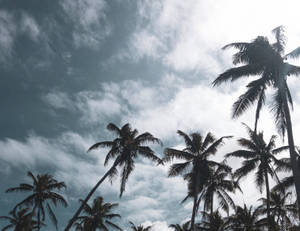 棕櫚樹剪影映襯著藍白相間的多雲天空。 — 棕櫚樹 GIF 壁紙